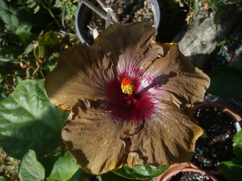 08.09.2019 - HIBISCUSI 2019-3