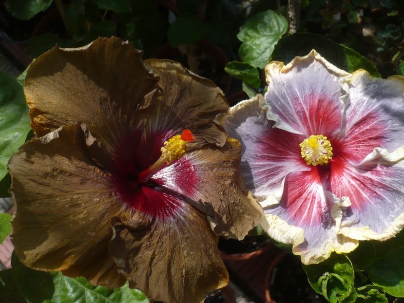 P1420937 - HIBISCUSI 2019-3