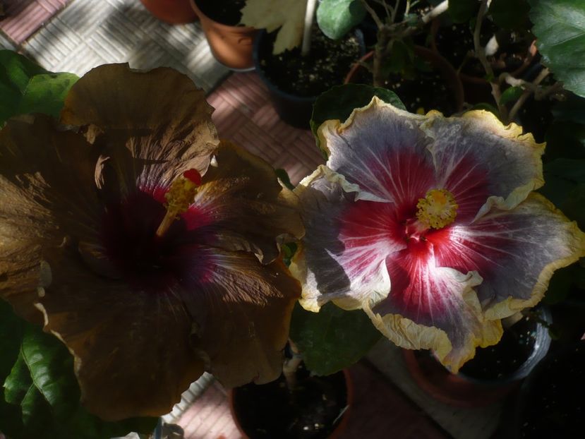 P1420938 - HIBISCUSI 2019-3