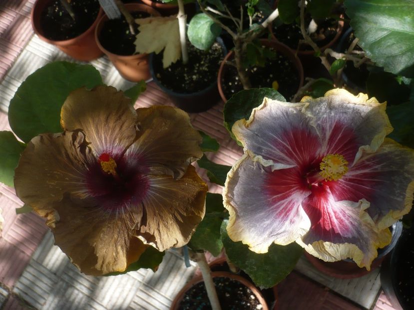 P1420939 - HIBISCUSI 2019-3