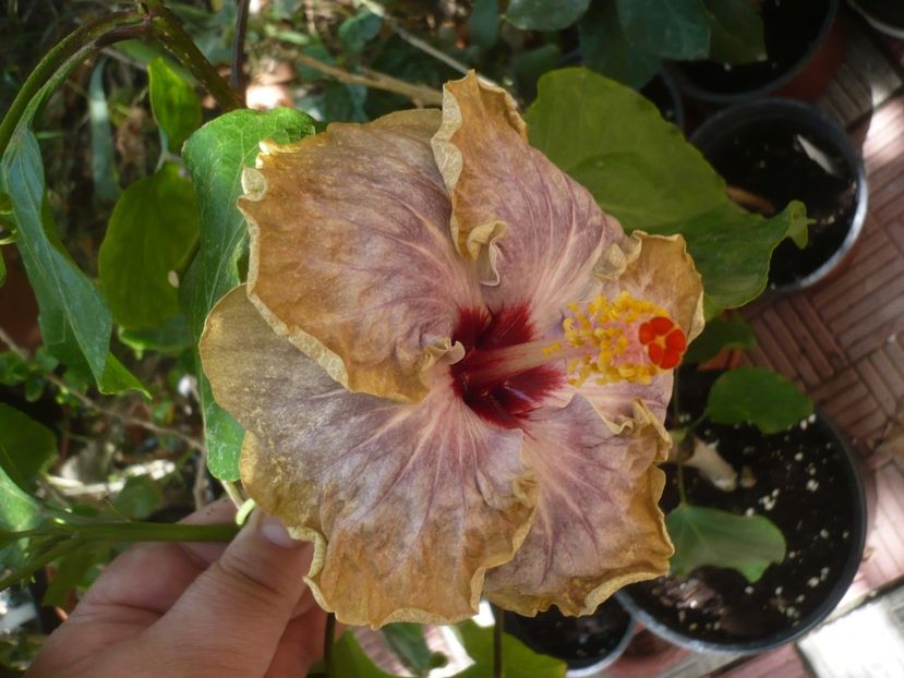 P1420940 - HIBISCUSI 2019-3