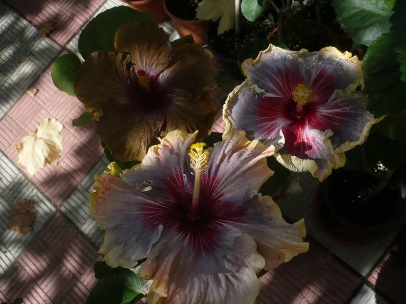 P1420942 - HIBISCUSI 2019-3