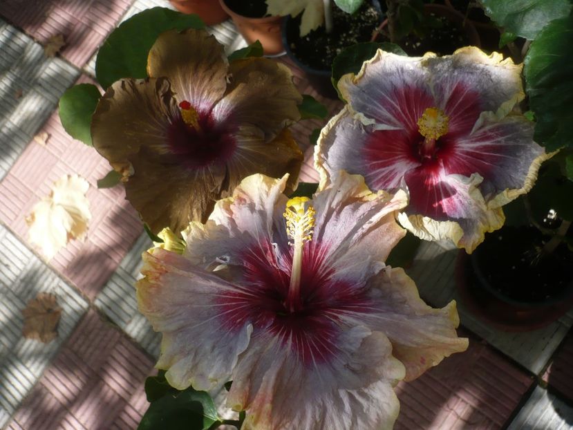 P1420943 - HIBISCUSI 2019-3