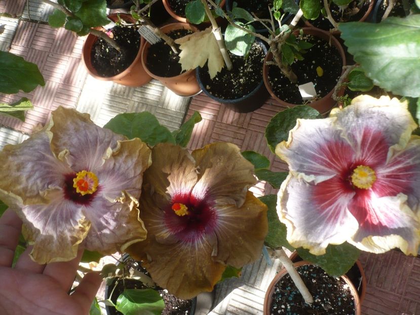 P1420944 - HIBISCUSI 2019-3