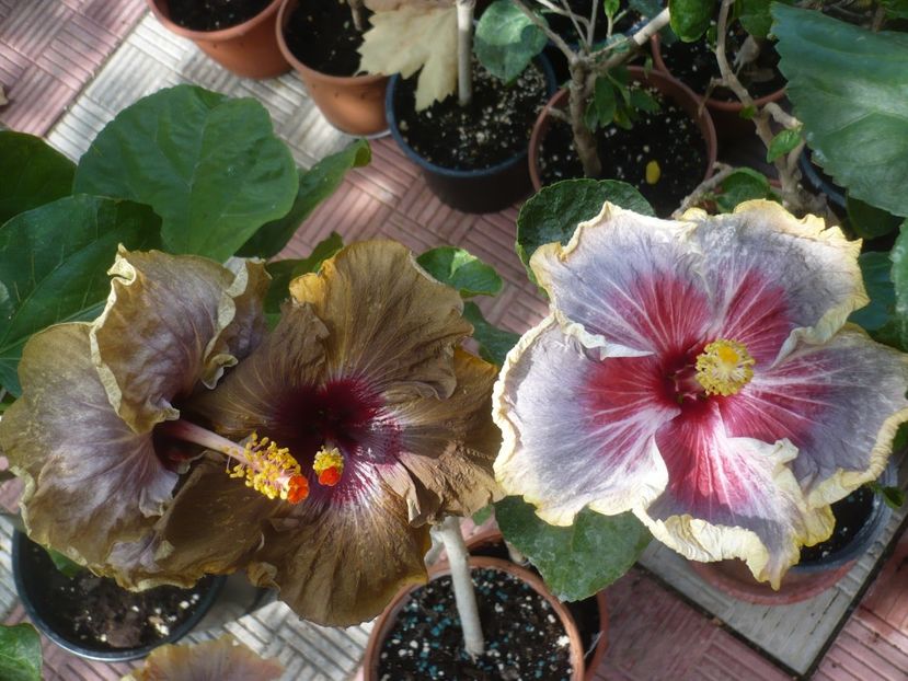 P1420945 - HIBISCUSI 2019-3