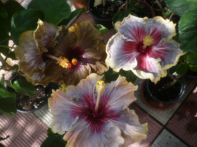 P1420946 - HIBISCUSI 2019-3