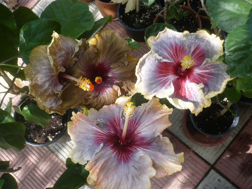 P1420947 - HIBISCUSI 2019-3