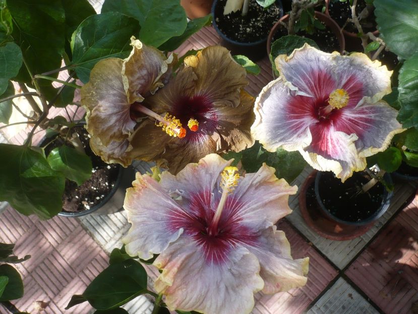P1420948 - HIBISCUSI 2019-3