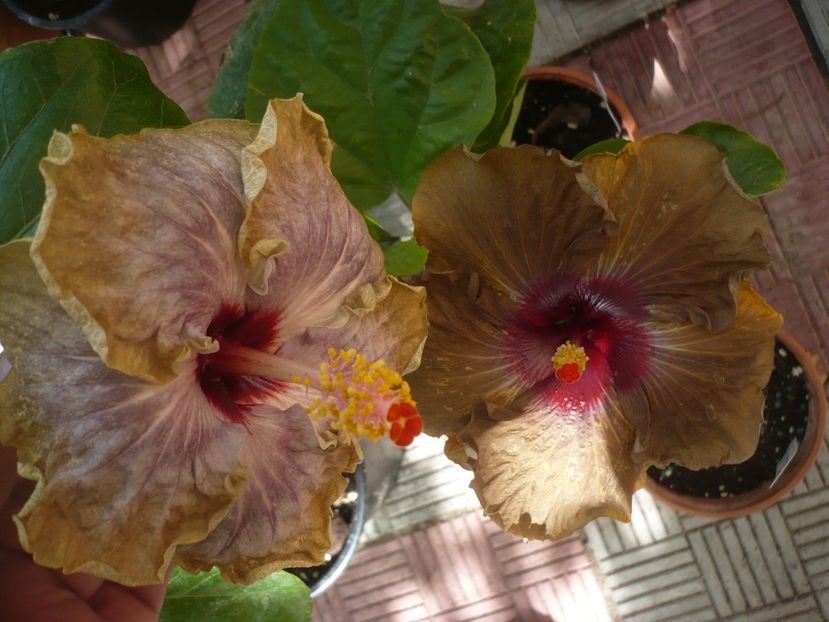 P1420953 - HIBISCUSI 2019-3