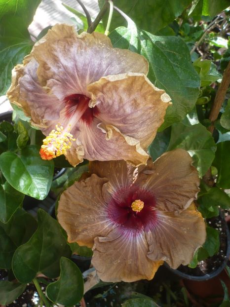 P1420954 - HIBISCUSI 2019-3