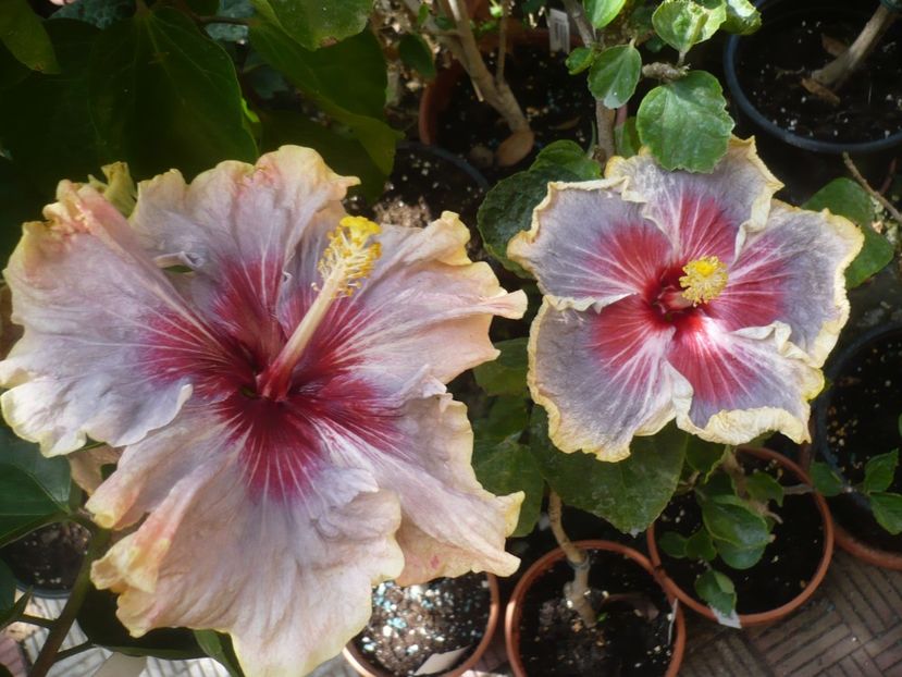 P1420957 - HIBISCUSI 2019-3