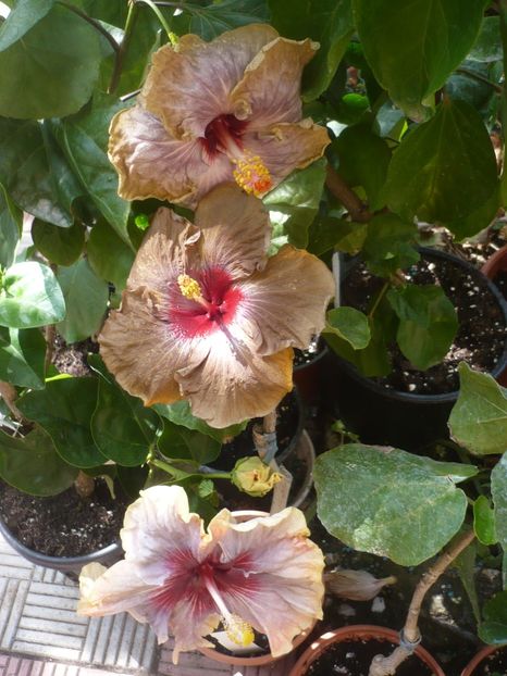 P1420958 - HIBISCUSI 2019-3