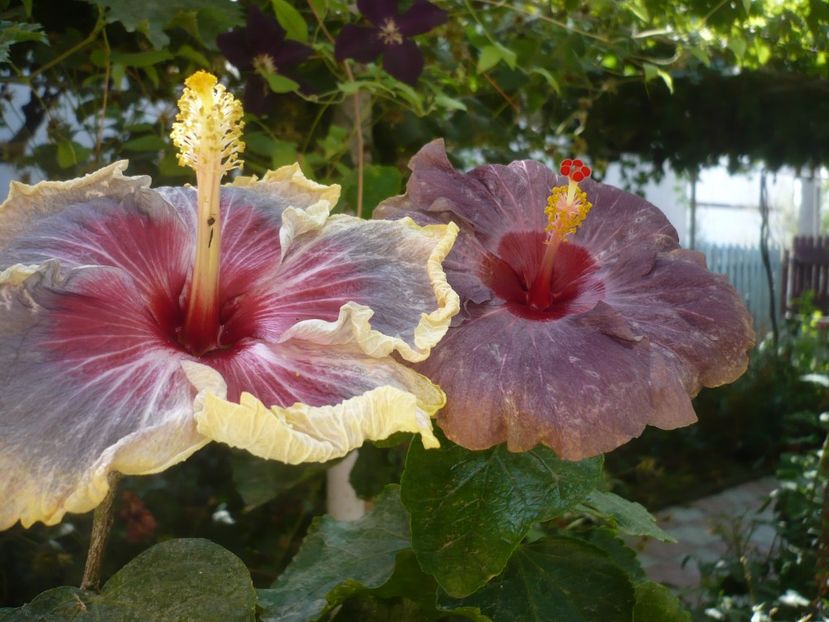 P1420963 - HIBISCUSI 2019-3