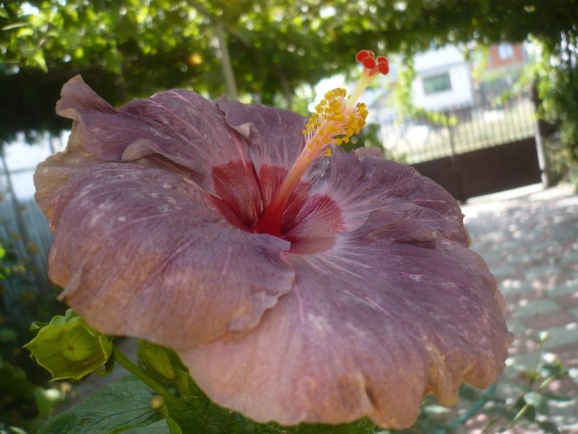 P1420964 - HIBISCUSI 2019-3