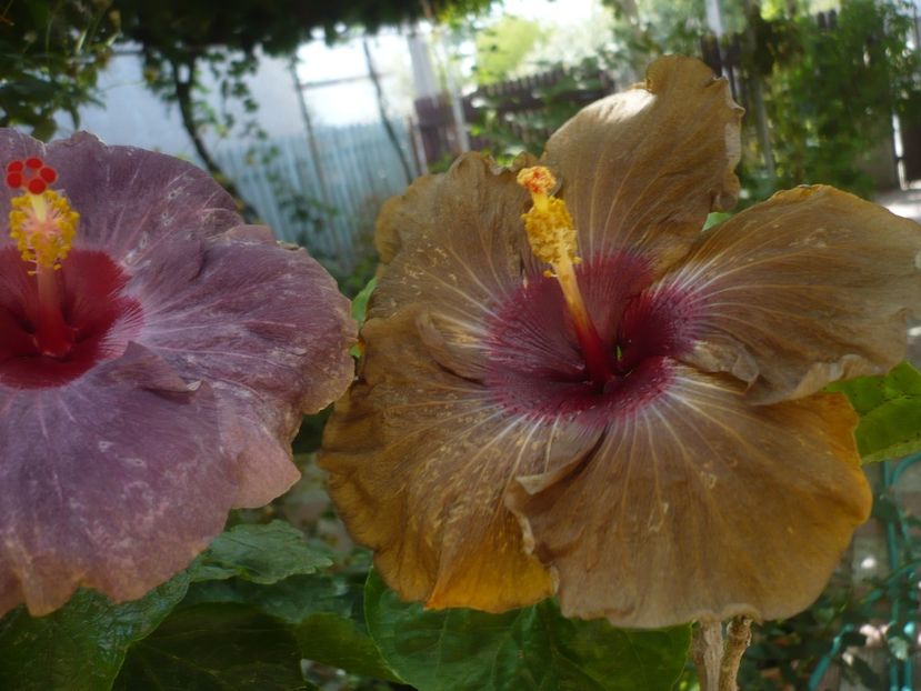 P1420967 - HIBISCUSI 2019-3