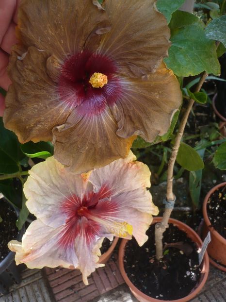 P1420970 - HIBISCUSI 2019-3