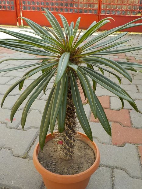  - Genul Pachipodyum