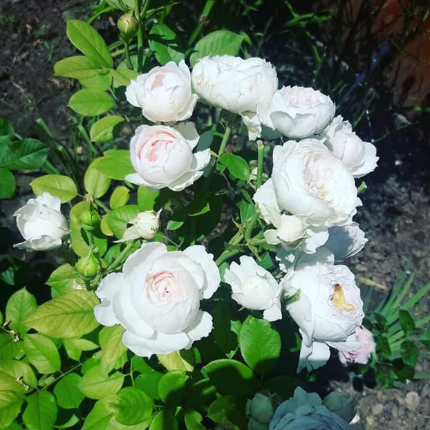  - Herzogin Christina