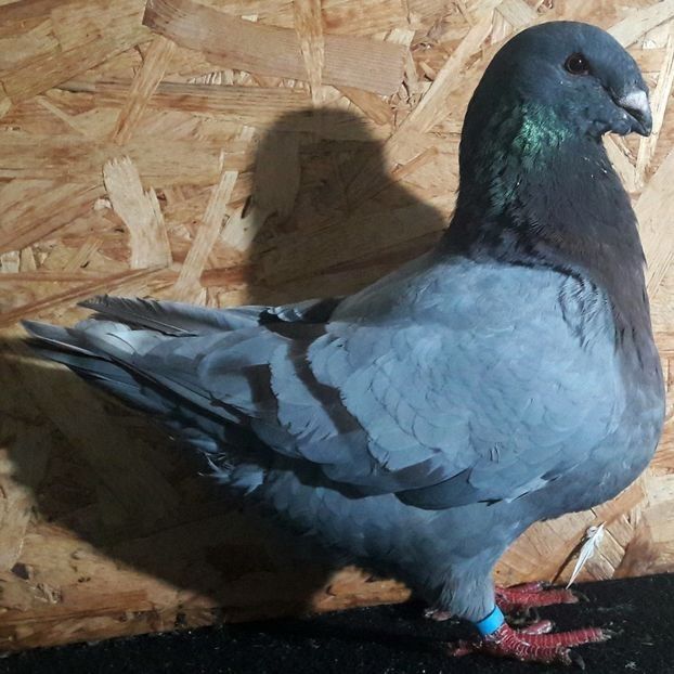  - 3---AGH DAȚI 2019 - 2025