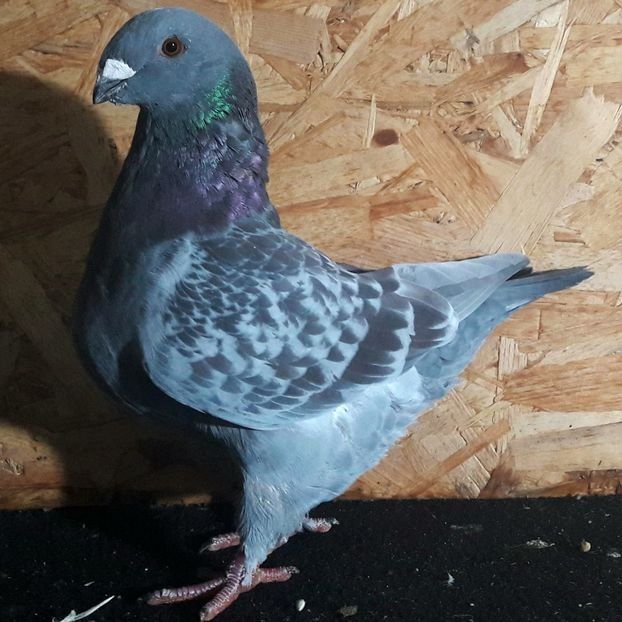  - 3---AGH DAȚI 2019 - 2025