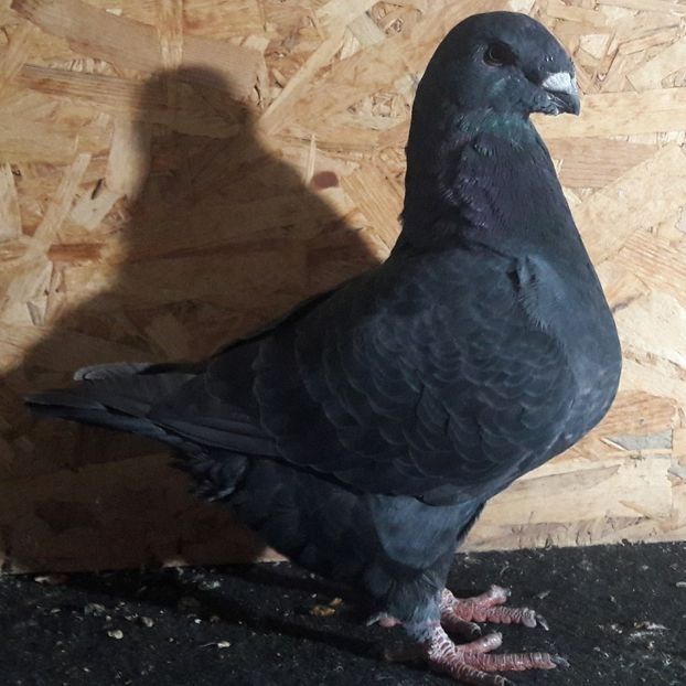  - 3---AGH DAȚI 2019 - 2025