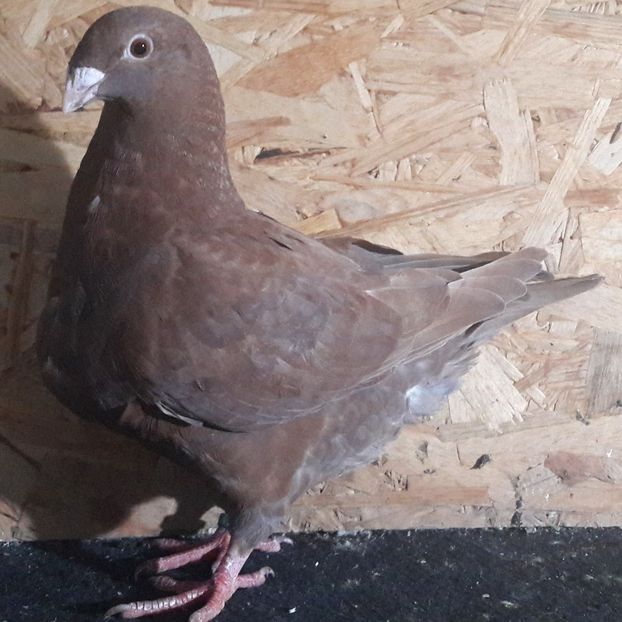  - 3---AGH DAȚI 2019 - 2025