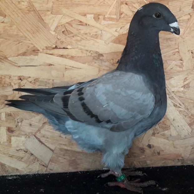  - 3---AGH DAȚI 2019 - 2025