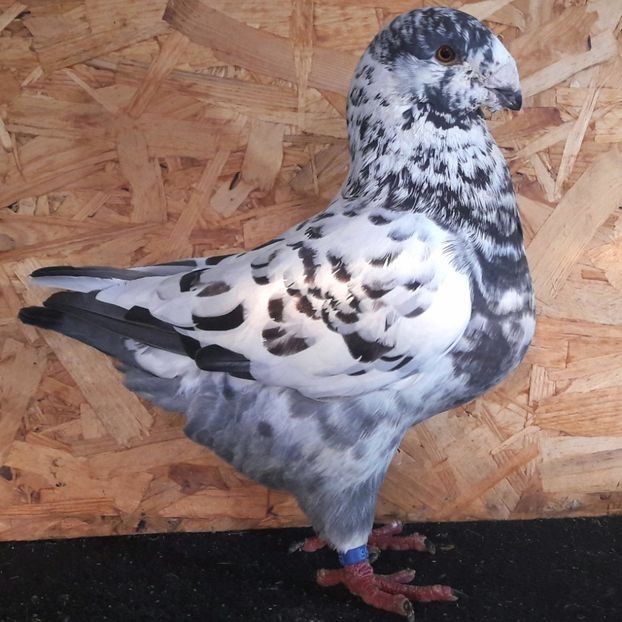  - 3---AGH DAȚI 2019 - 2025