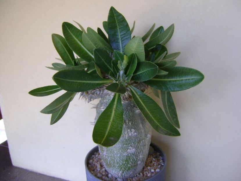 Pachypodium brevicaule, boboci - Caudiciforme si bulbi 2019