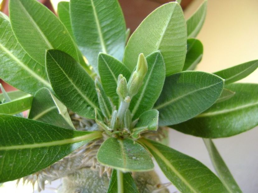 Pachypodium brevicaule - Caudiciforme si bulbi 2019