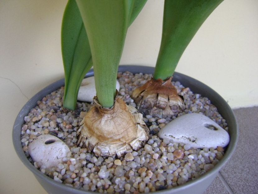 Rauhia peruviana - Caudiciforme si bulbi 2019