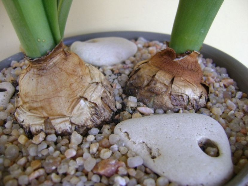 Rauhia peruviana - Caudiciforme si bulbi 2019