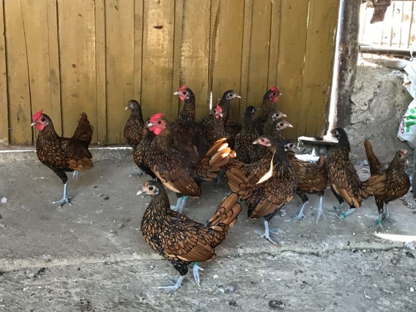 F2573590-07B1-4DA2-B29F-6494E0660C80 - sebright auriu