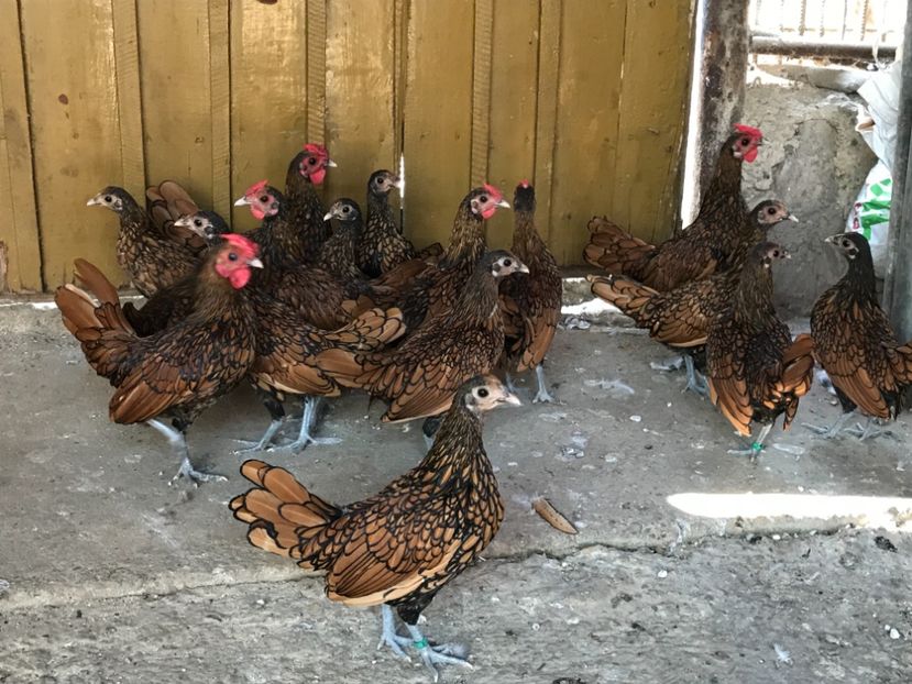 01D96698-D757-4E23-A66F-6A5FD4C82CDA - sebright auriu