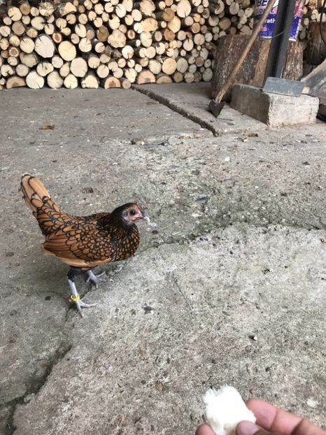 00B02DE0-1505-48F3-AC9C-F351FBE5A6B5 - sebright auriu