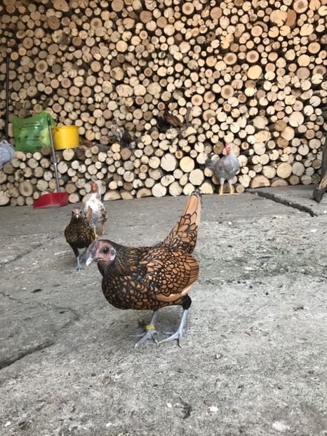 F46428FE-9EA4-4684-8AB9-32924DE9BBDB - sebright auriu