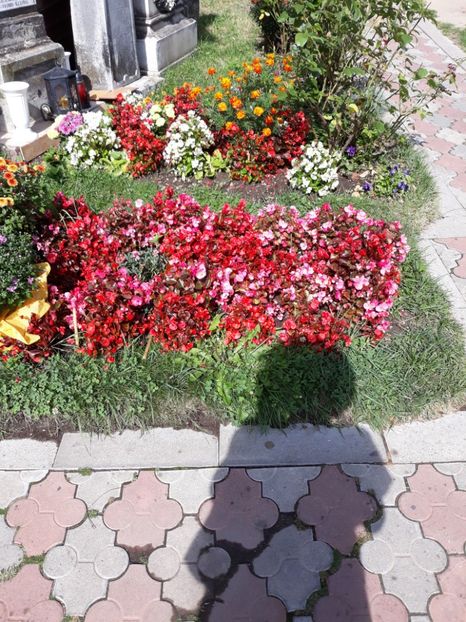  - Flori la mânăstirea Nămăiești