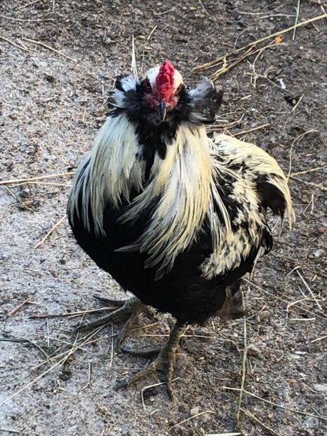 Cocoș Araucana Silber Argintiu 2018 - 2020 Araucana Silberhalsig Argintiu