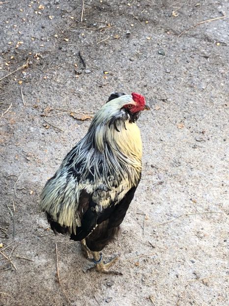 Cocoș Araucana Silber Argintiu 2018 - 2020 Araucana Silberhalsig Argintiu