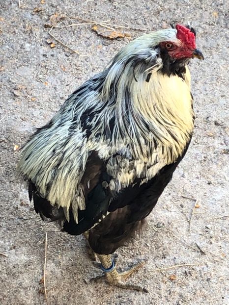 Cocoș Araucana Silber Argitiu 2018 - 2020 Araucana Silberhalsig Argintiu