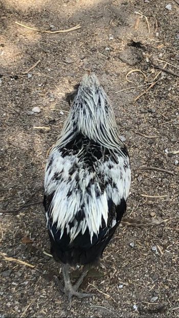 Cocoș Araucana Silber Argintiu 2019 - 2020 Araucana Silberhalsig Argintiu