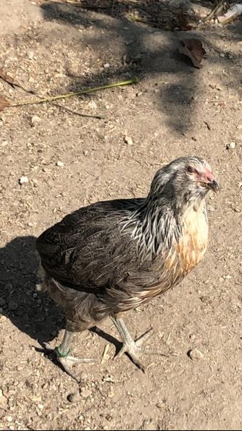 Găină Araucana Silber Argintiu 2019 - 2020 Araucana Silberhalsig Argintiu