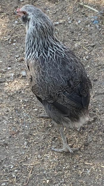 Găină Araucana Silber Argintiu 2019 - 2020 Araucana Silberhalsig Argintiu