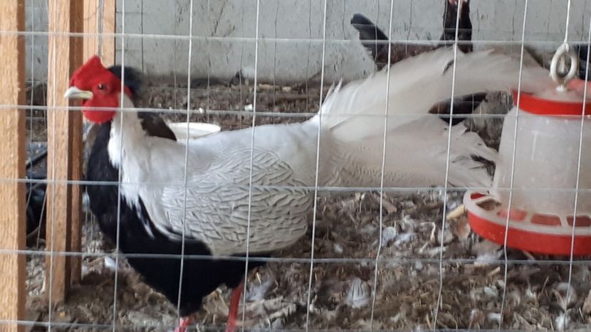  - Fazani argintii 2019