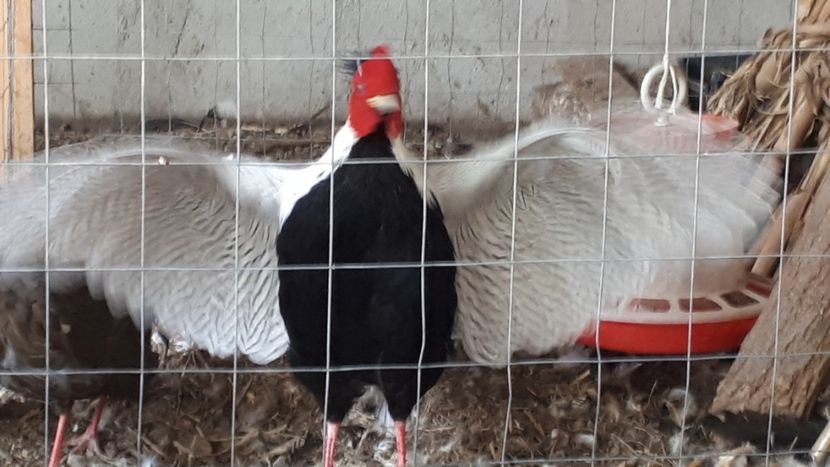  - Fazani argintii 2019