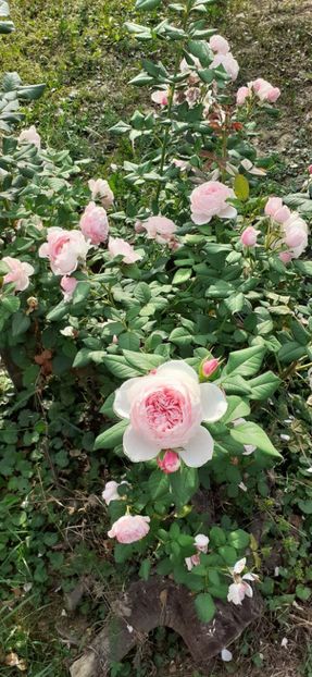 Gartentraume - Trandafiri 2019