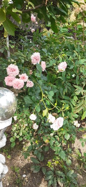 The faun - Trandafiri 2019