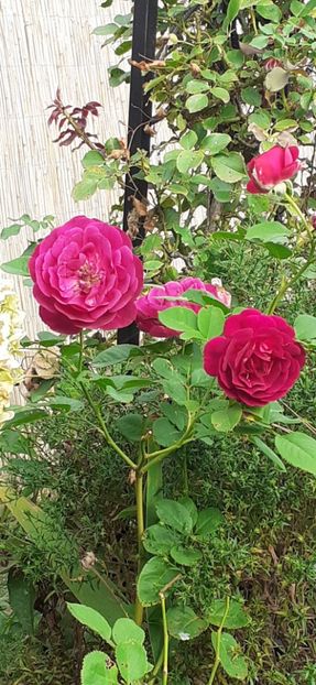 Twiligt zone - Trandafiri 2019