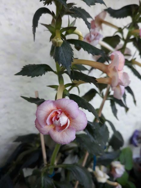  - 0001 2022 - Amelia Vitorino