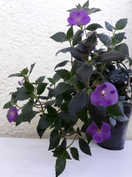  - R19 - Hibridizatoare